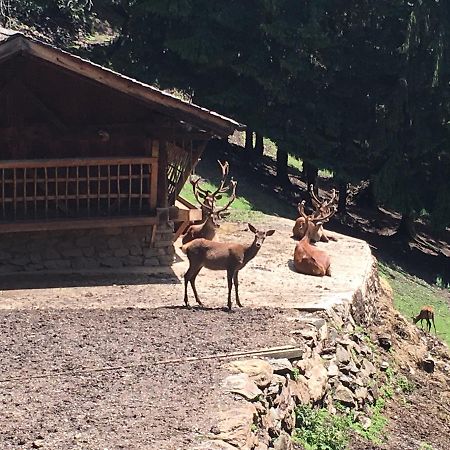 B/B La Locanda Delle Pulci Mezzana (Trentino Alto Adige) Exterior foto