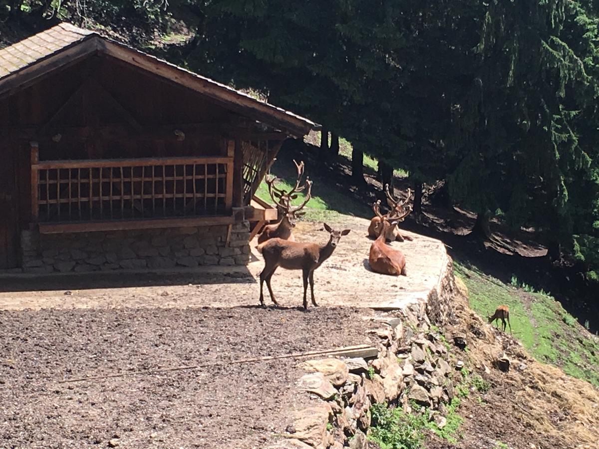 B/B La Locanda Delle Pulci Mezzana (Trentino Alto Adige) Exterior foto